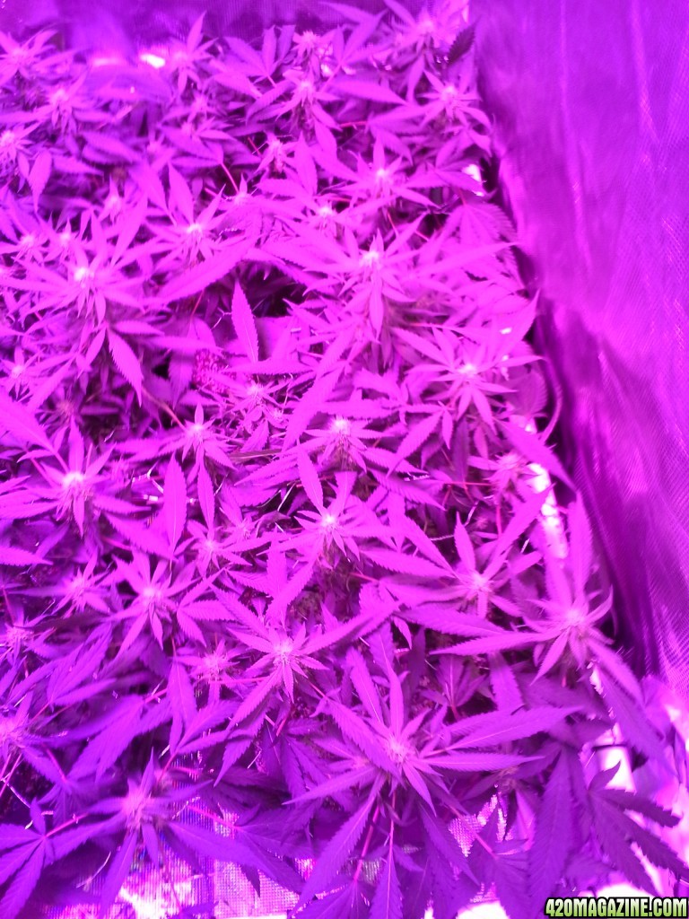 Grape Ape LED ScroG