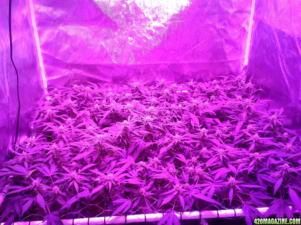 Grape Ape LED ScroG