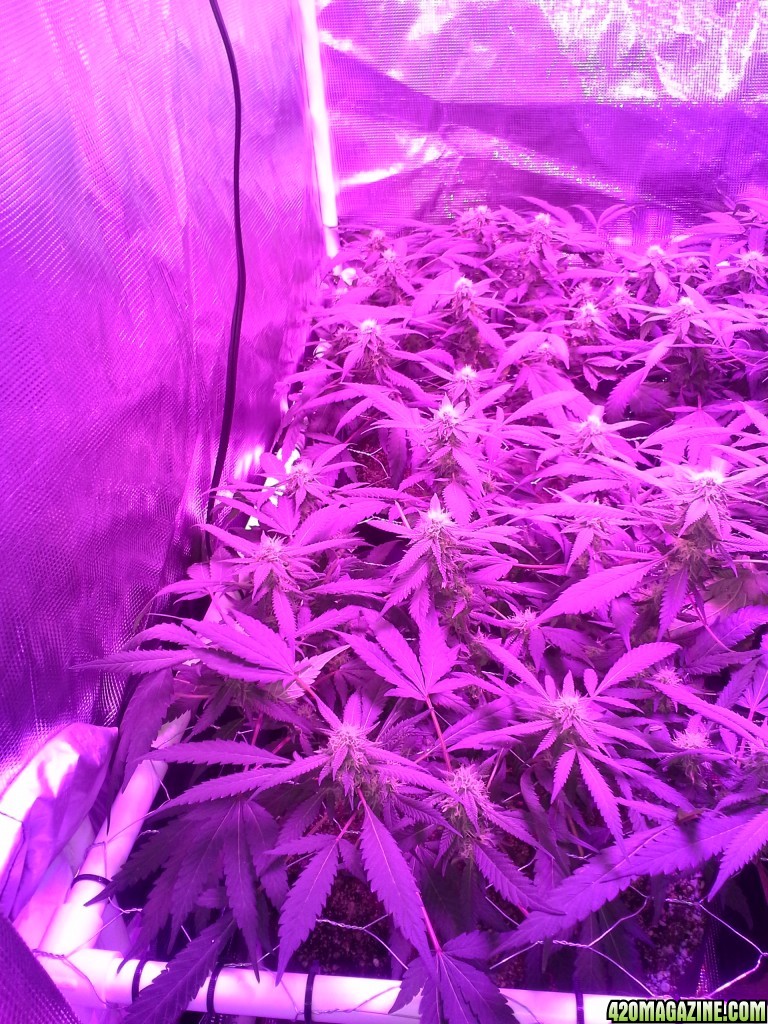 Grape Ape LED ScroG