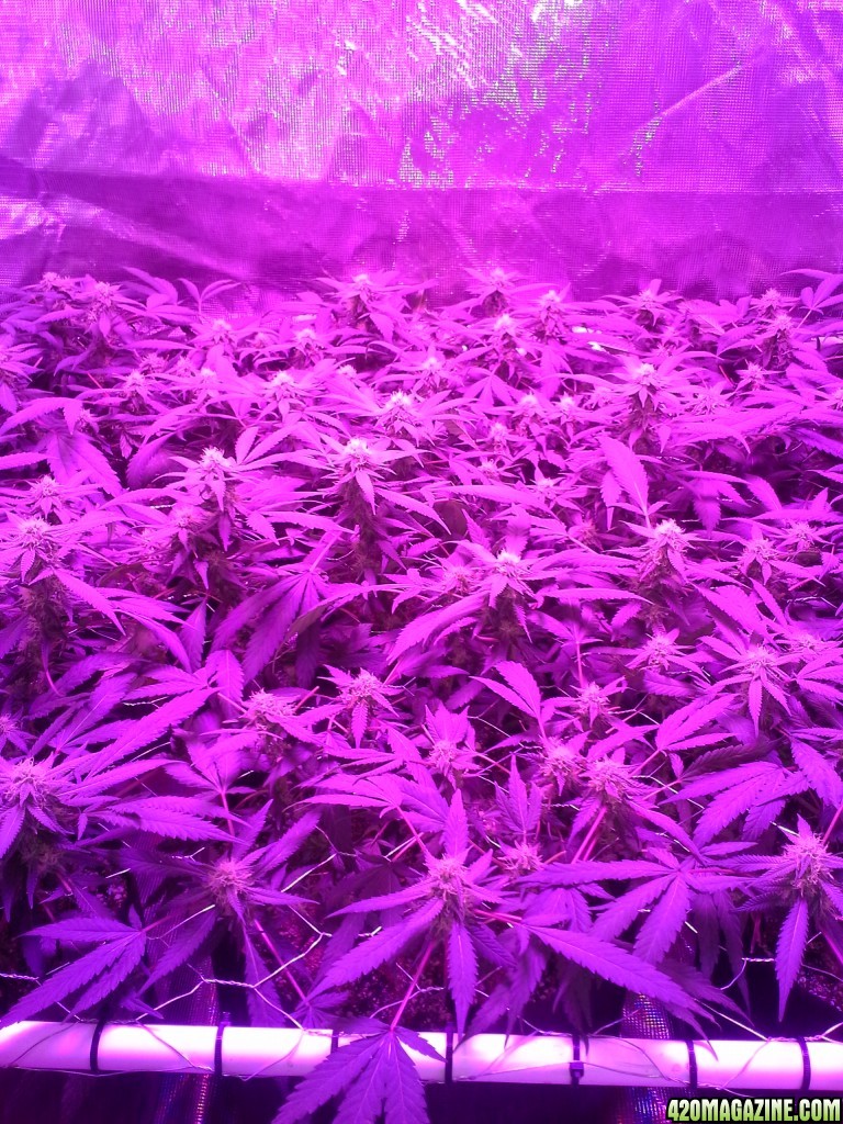 Grape Ape LED ScroG