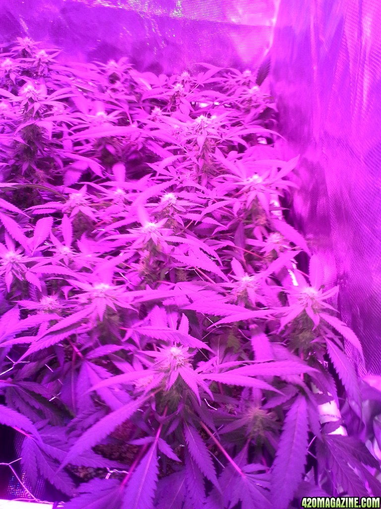 Grape Ape LED ScroG