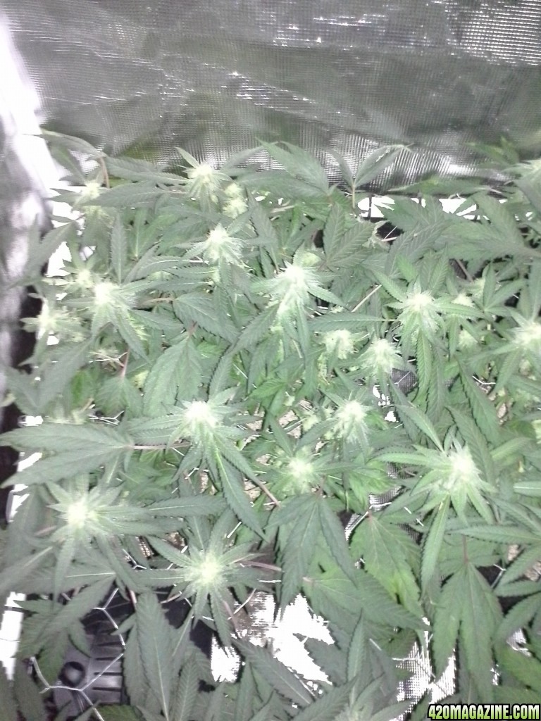 Grape Ape LED ScroG