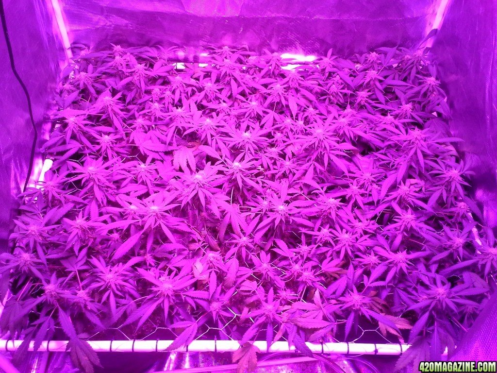 Grape Ape LED ScroG