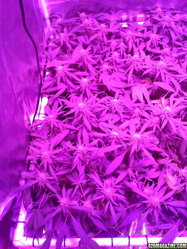 Grape Ape LED ScroG