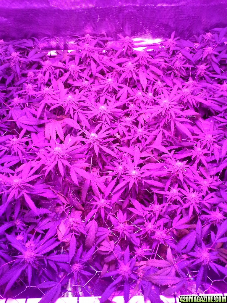 Grape Ape LED ScroG