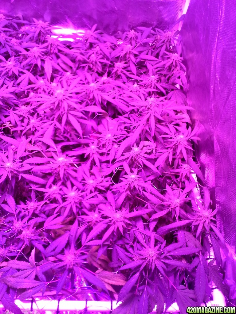 Grape Ape LED ScroG