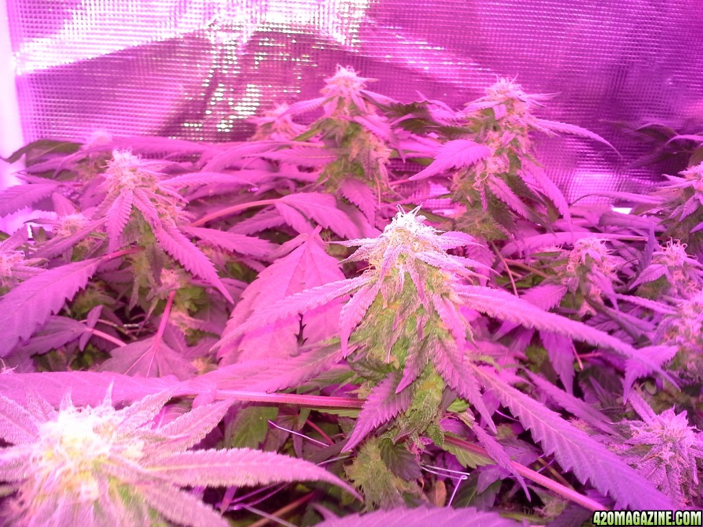 Grape Ape LED ScroG