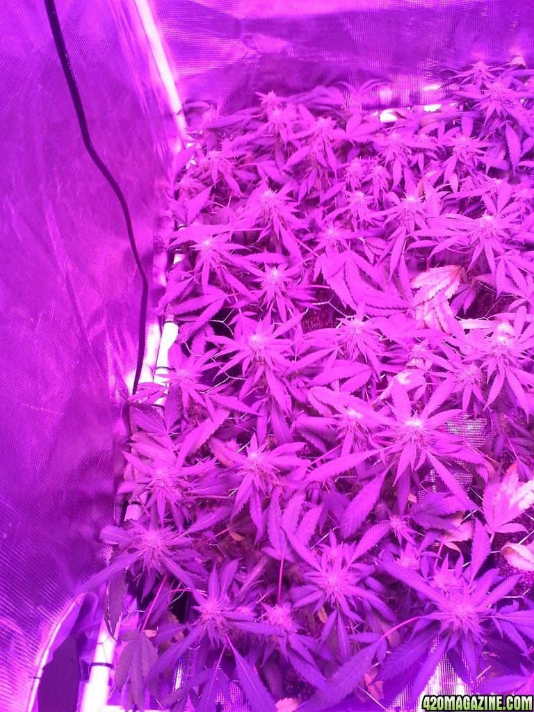 Grape Ape LED ScroG