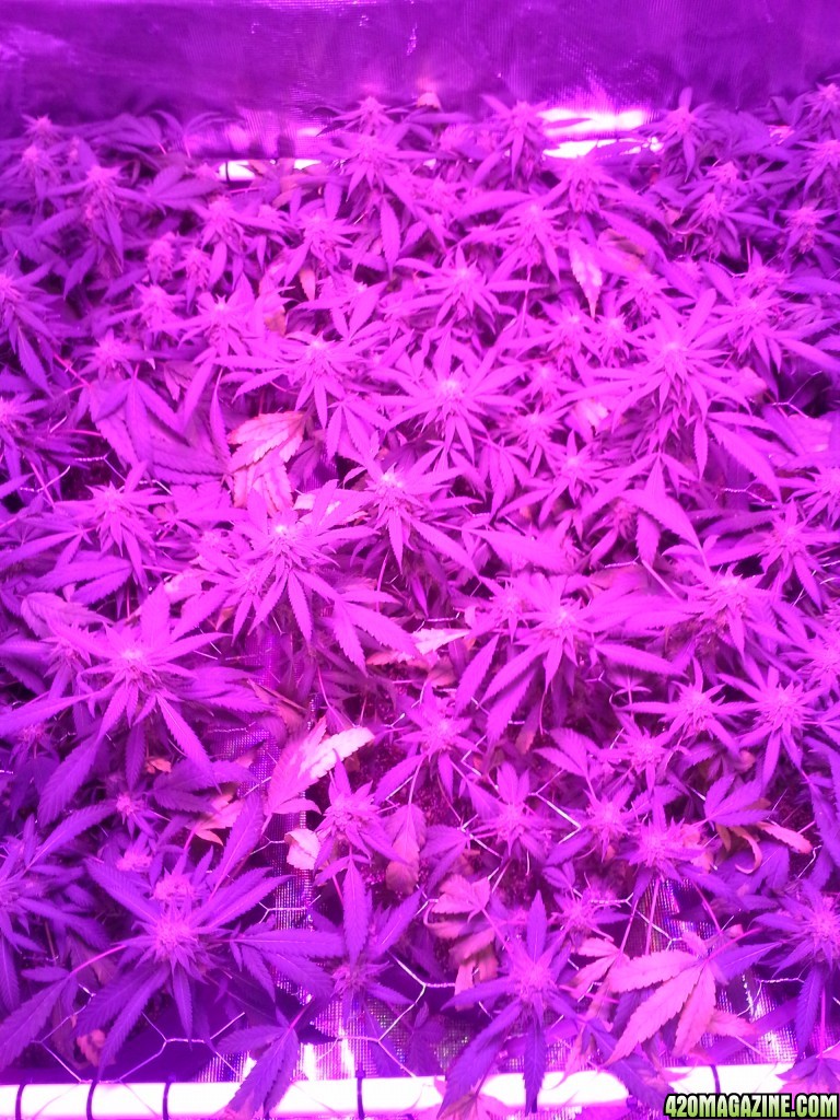 Grape Ape LED ScroG