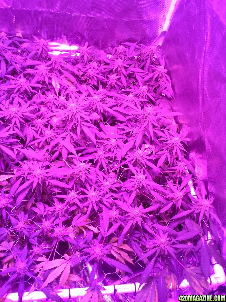 Grape Ape LED ScroG