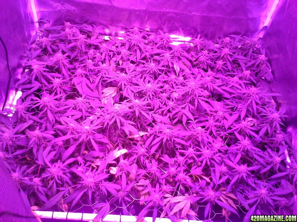 Grape Ape LED ScroG