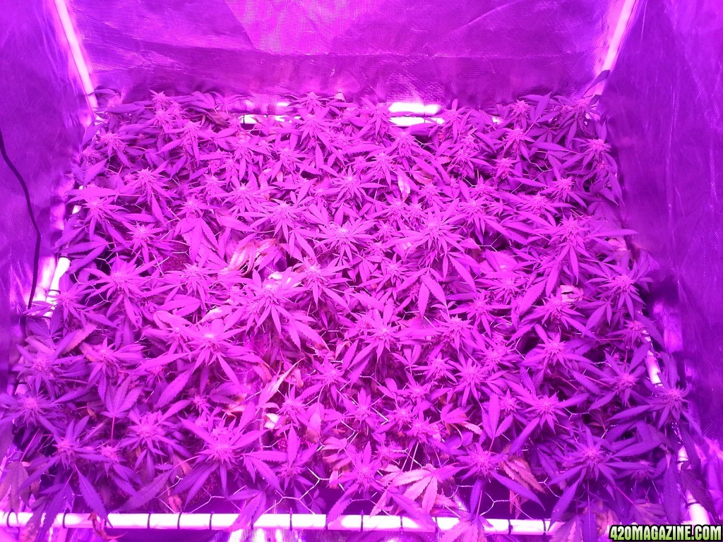 Grape Ape LED ScroG