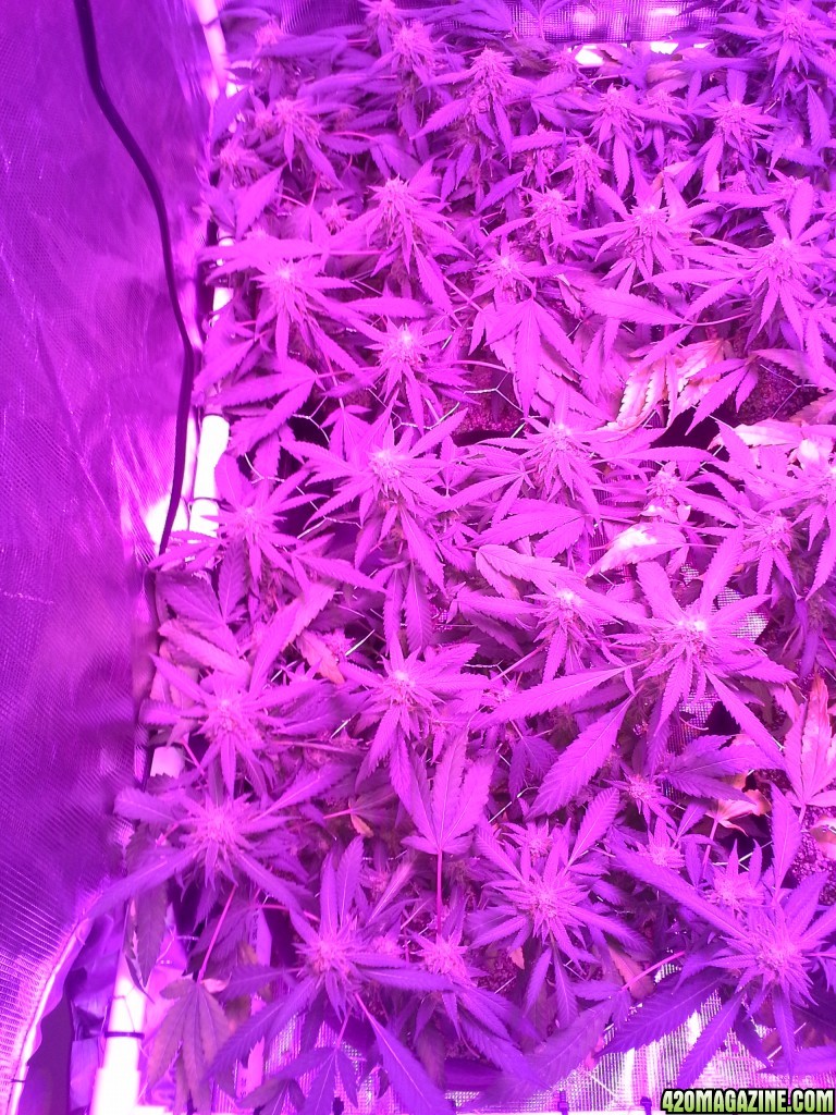 Grape Ape LED ScroG