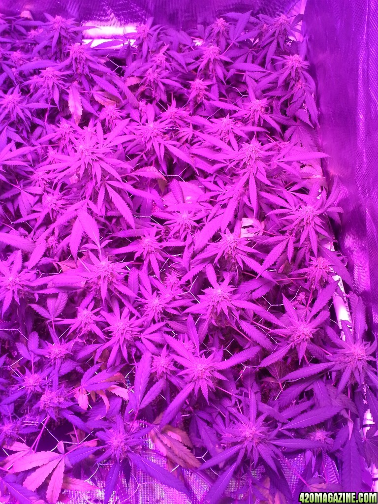 Grape Ape LED ScroG