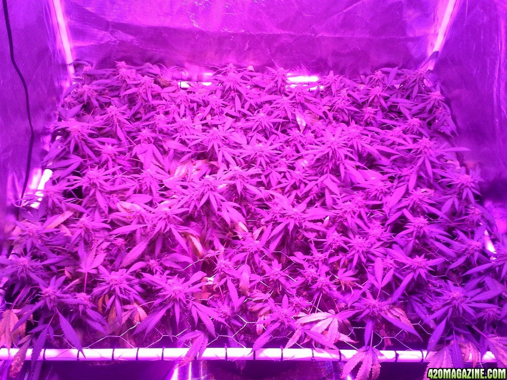 Grape Ape LED ScroG