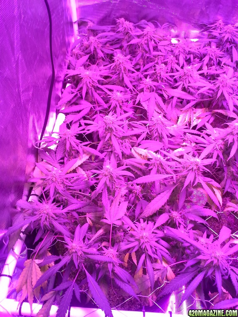 Grape Ape LED ScroG