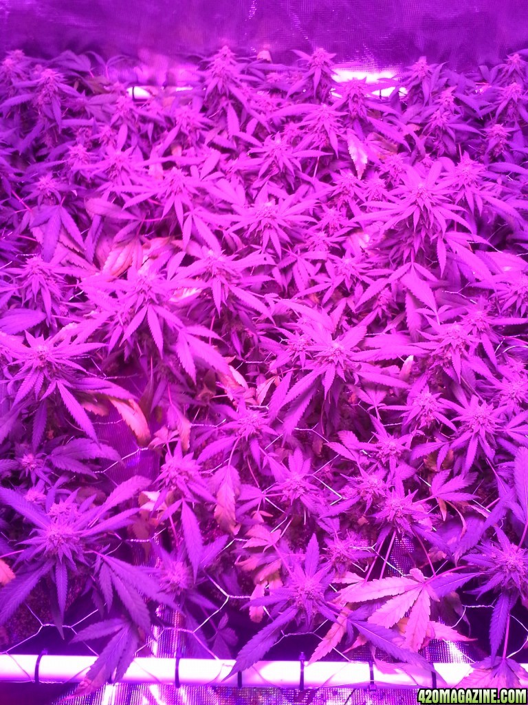 Grape Ape LED ScroG