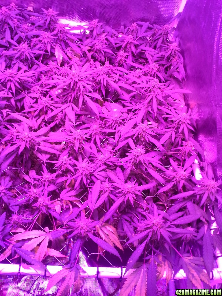 Grape Ape LED ScroG