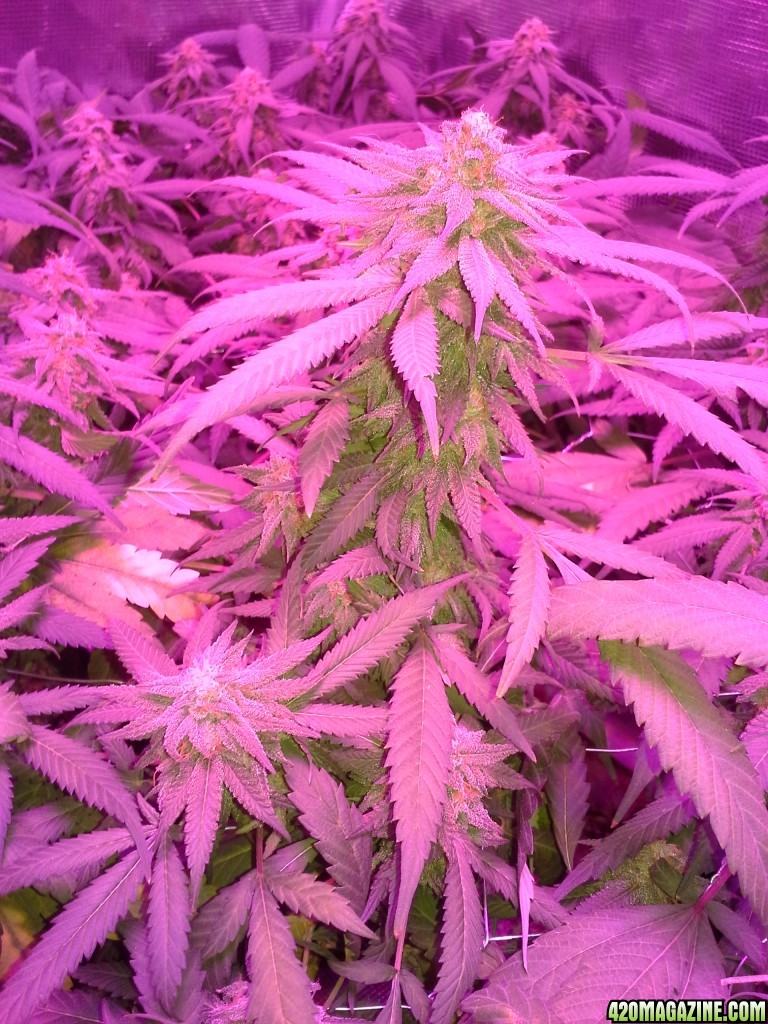 Grape Ape LED ScroG