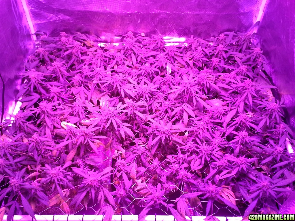 Grape Ape LED ScroG