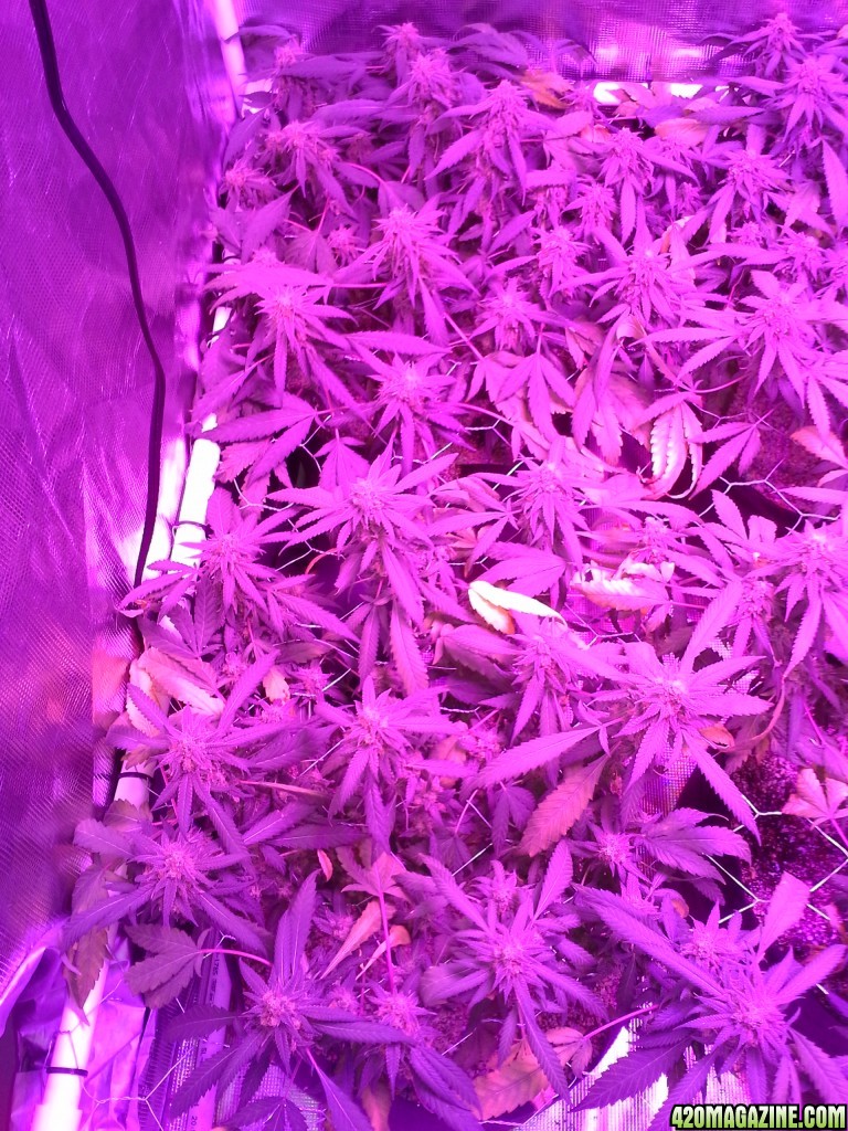 Grape Ape LED ScroG