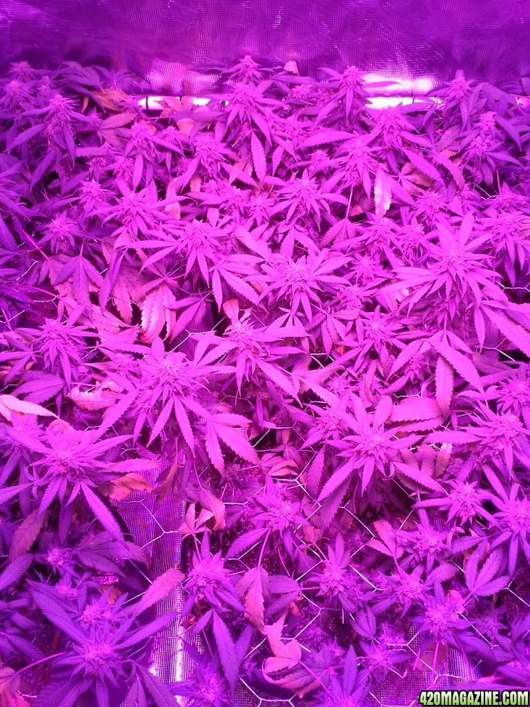 Grape Ape LED ScroG