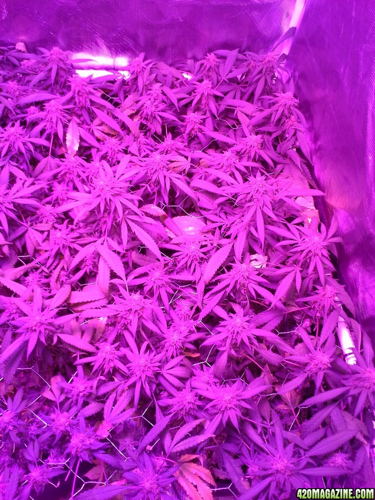 Grape Ape LED ScroG