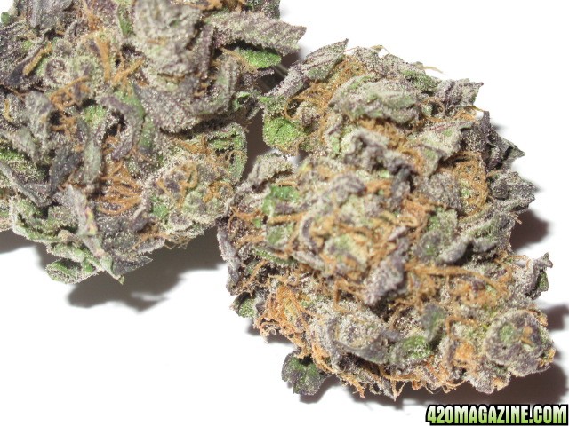 Grape APE