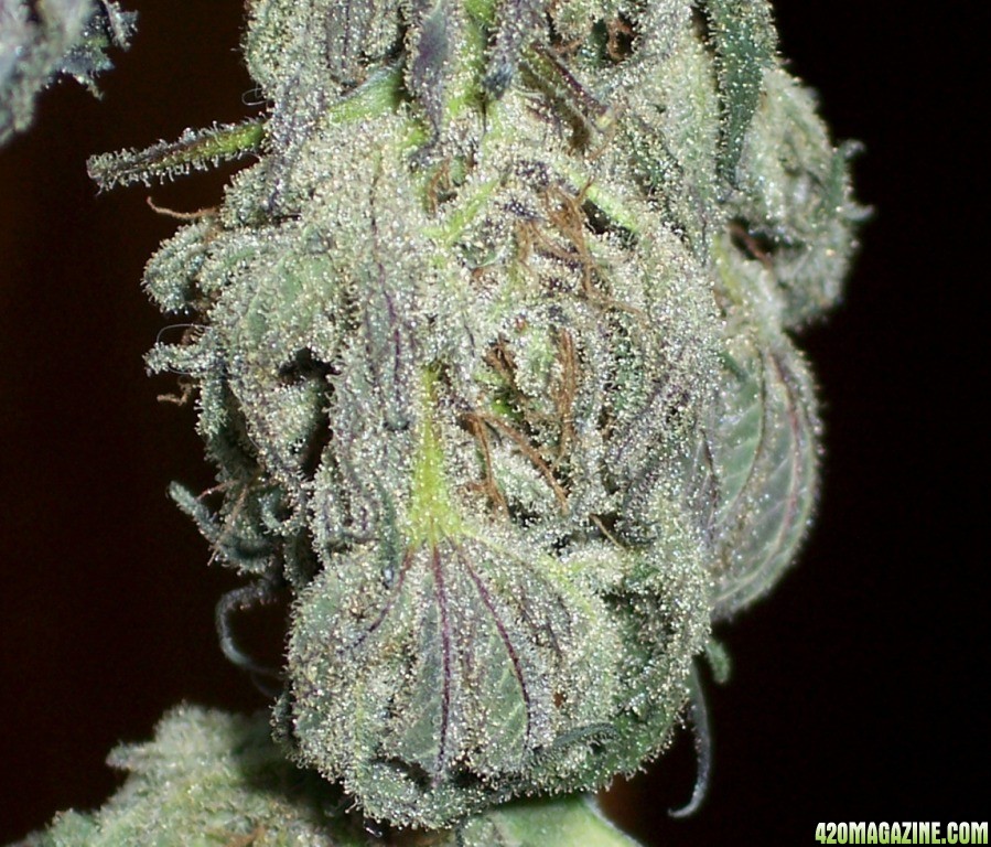 Grapefruit Diesel