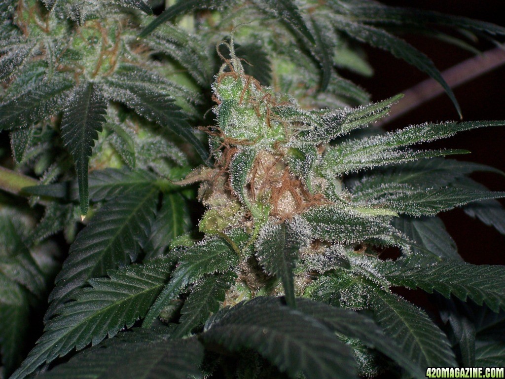 Grapefruit Diesel