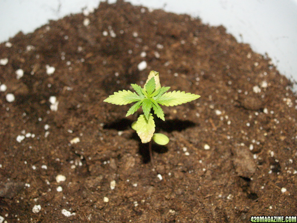 Grapefruit seedling/young plant