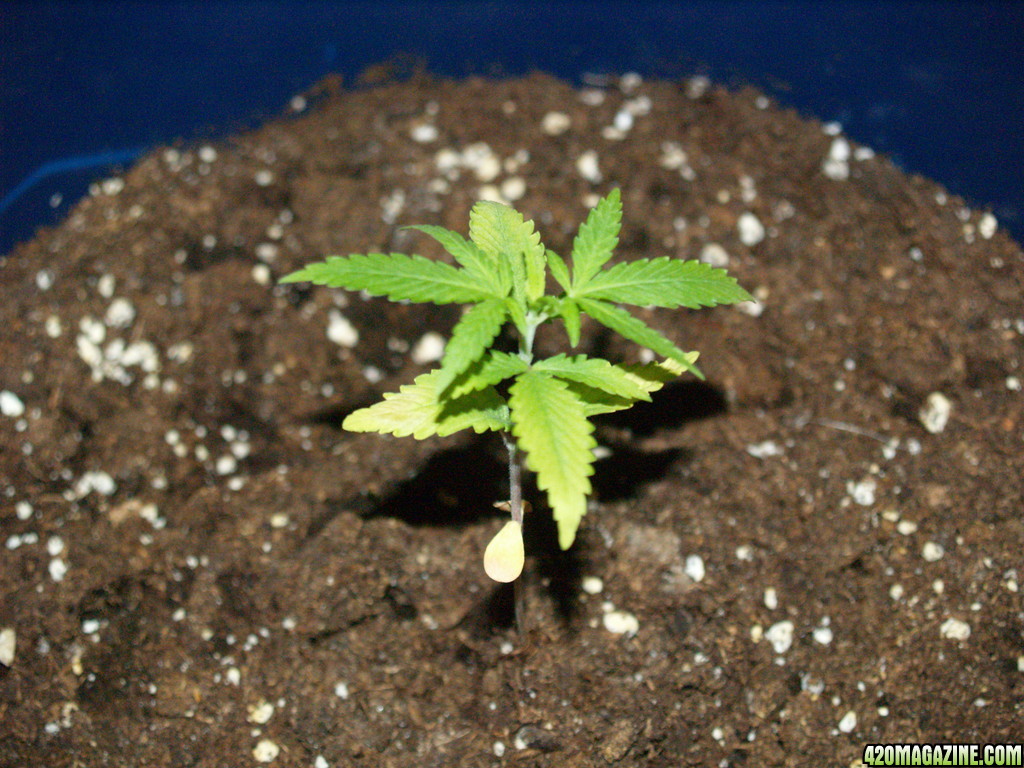 Grapefruit seedling/young plant