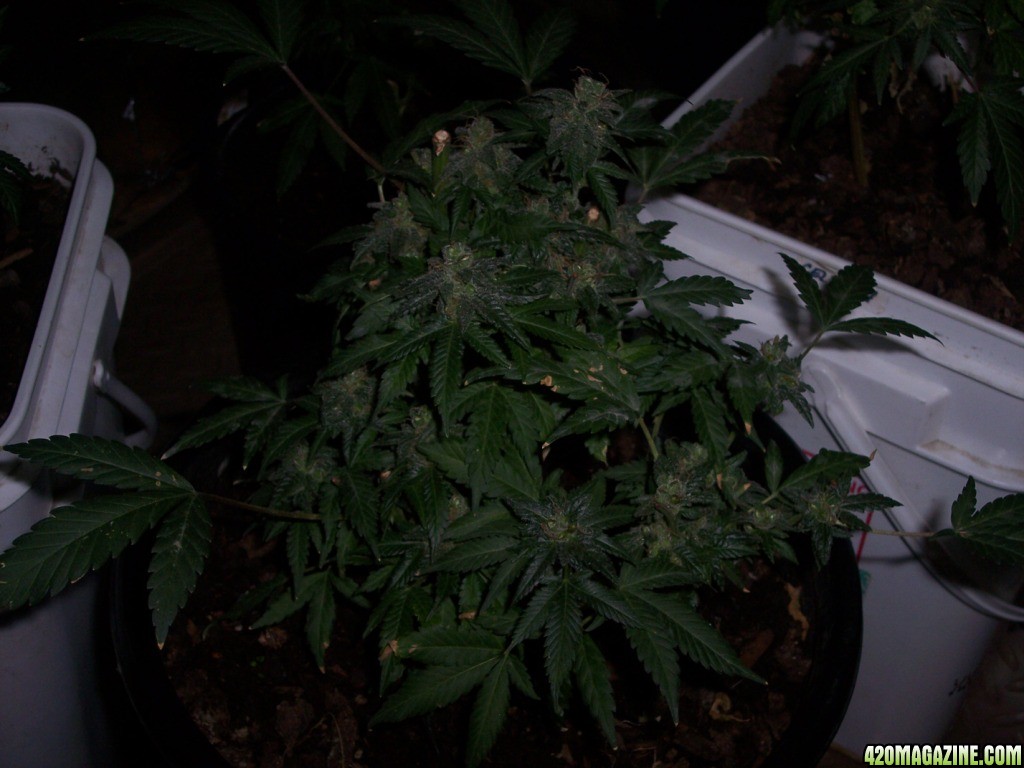 Grapefruit_Diesel