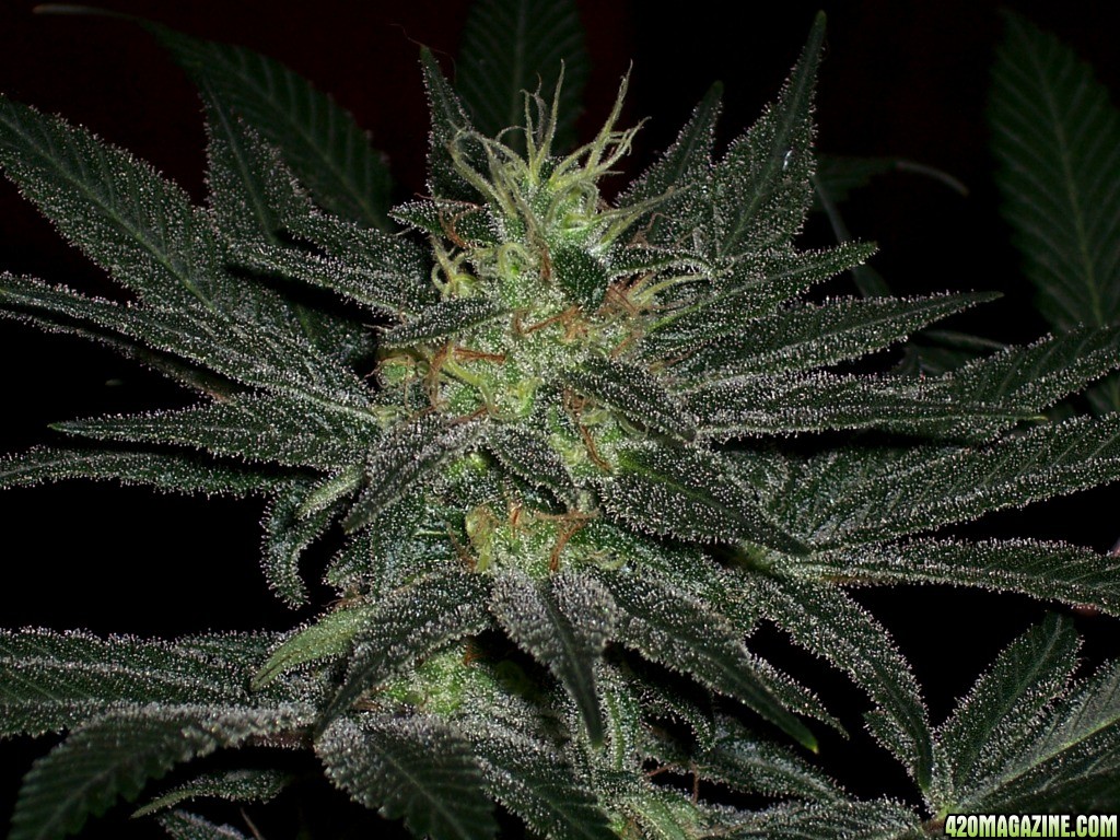 Grapefruit_Diesel12