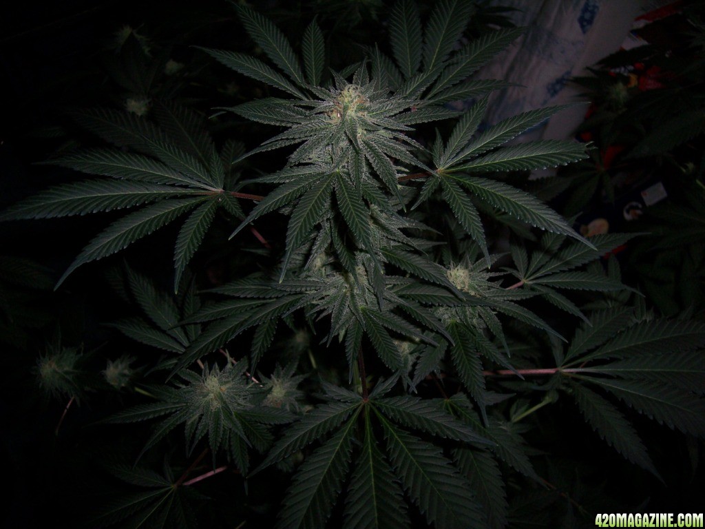 Grapefruit_Diesel7