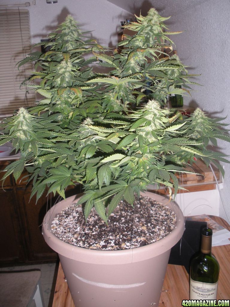 Great White Shark - 5 weeks into flower.