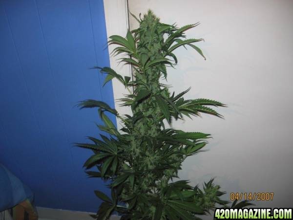 Great White Shark 58 Days