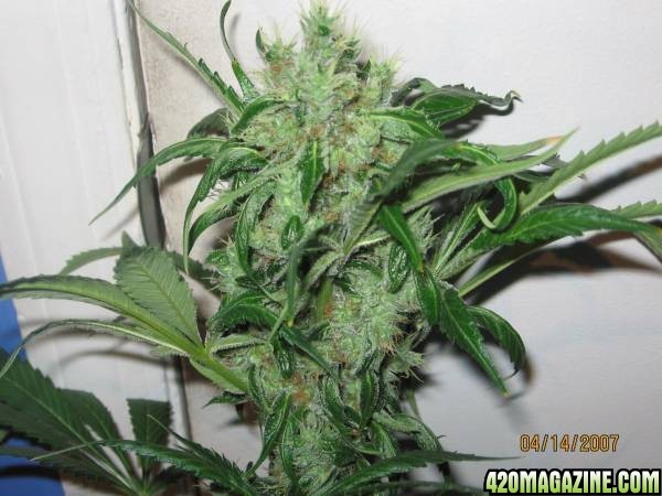 Great White Shark 58 Days