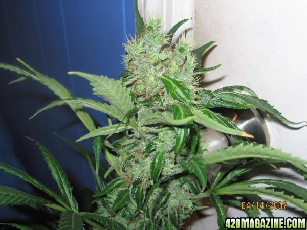 Great White Shark 58 Days