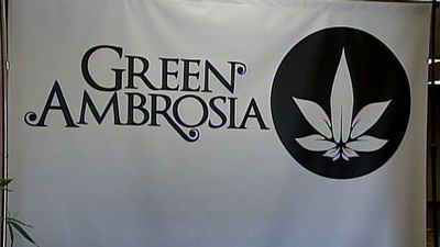 Green Ambrosia