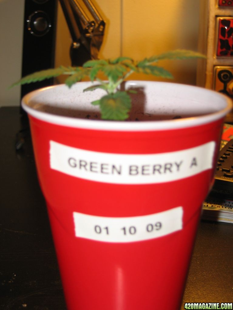 Green Berry A