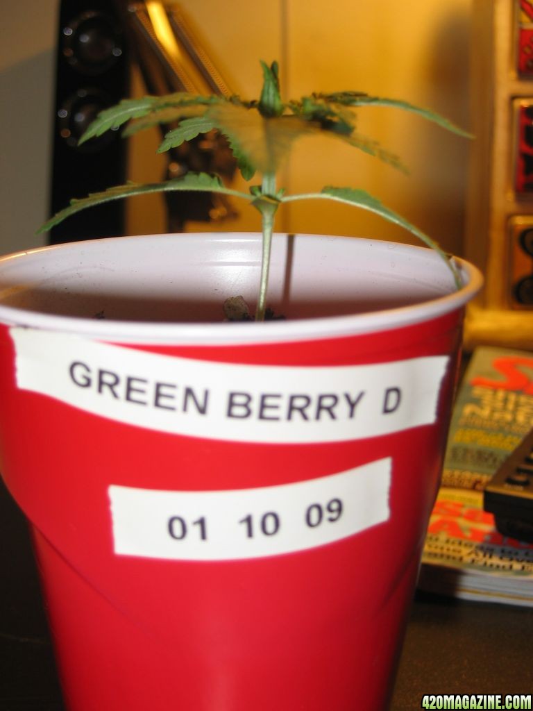 Green Berry D