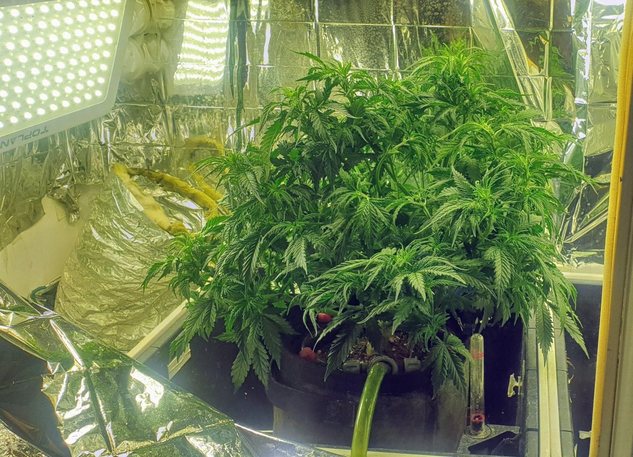 Green crack auto day 37