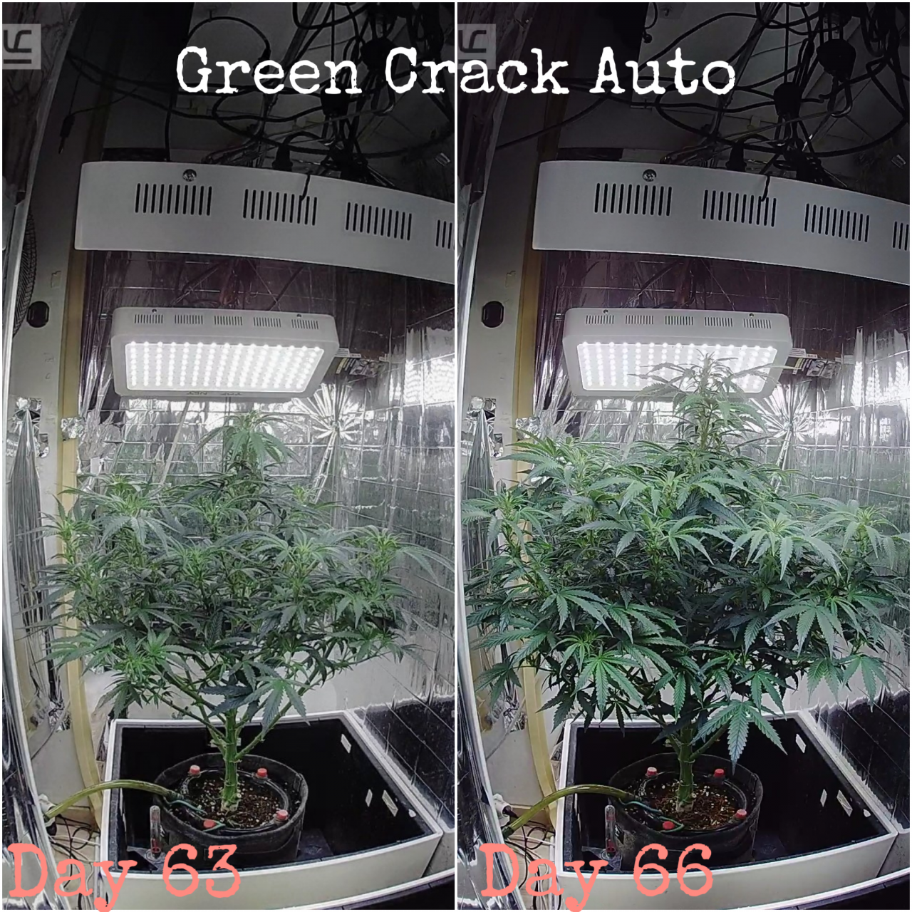 Green crack auto