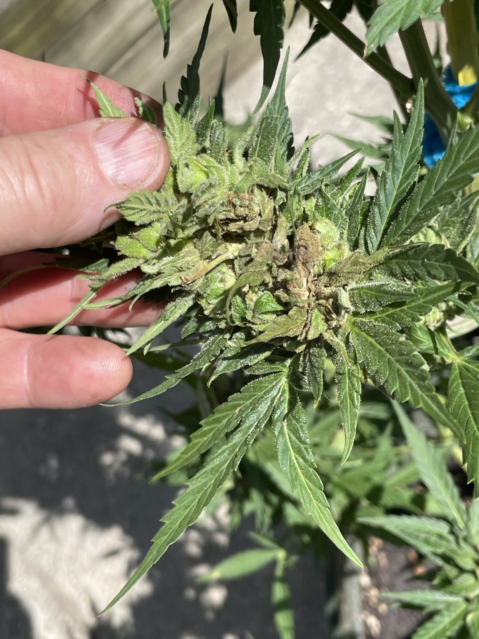 Green crack bud damage.jpeg