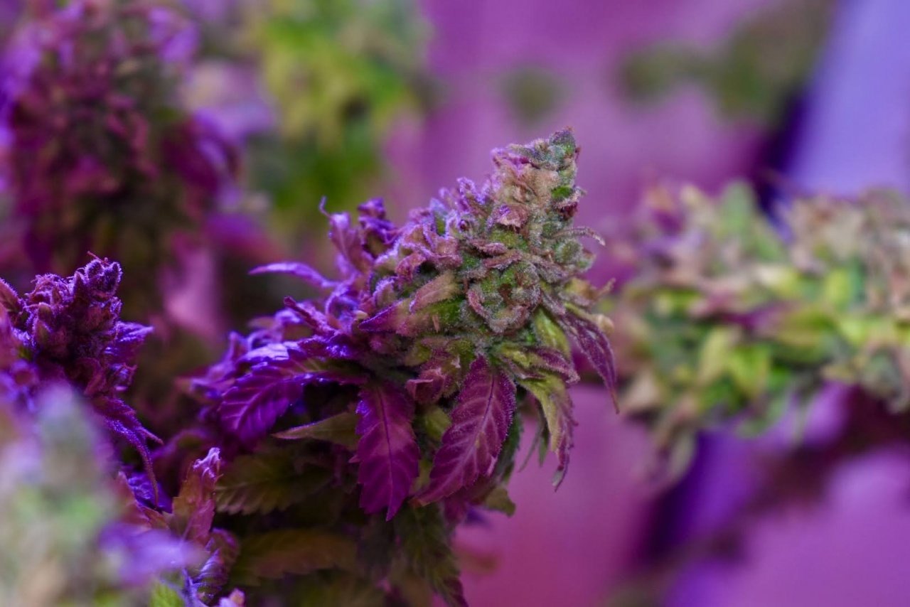 Green Crack Flower