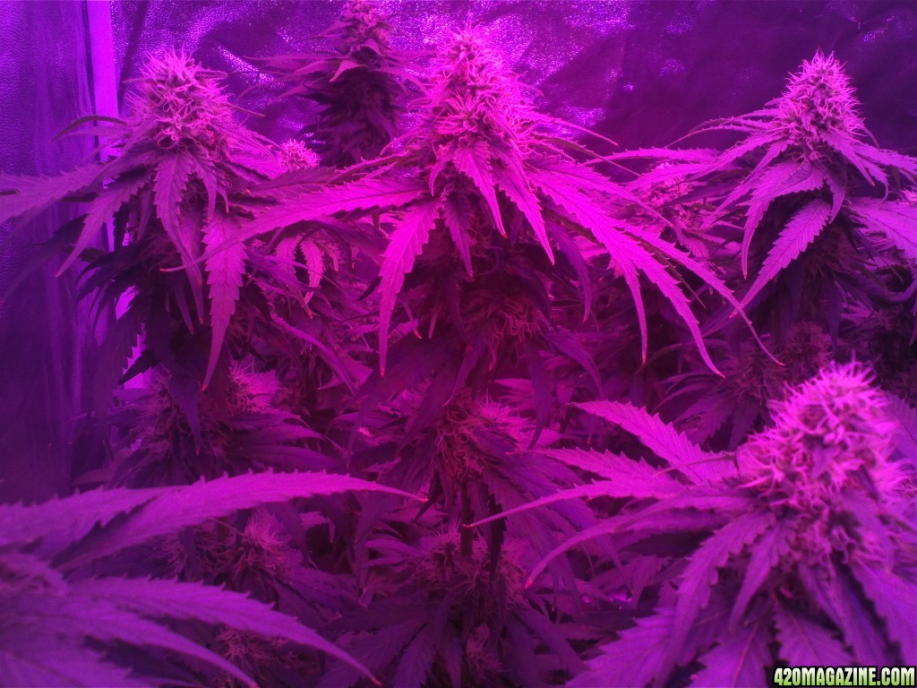 green crack flowering week 5