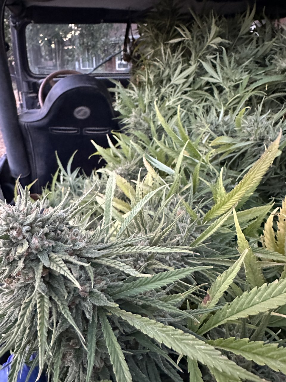 Green crack harvest