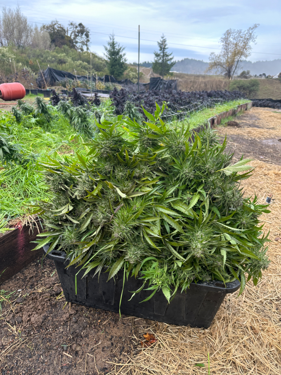 Green crack harvest