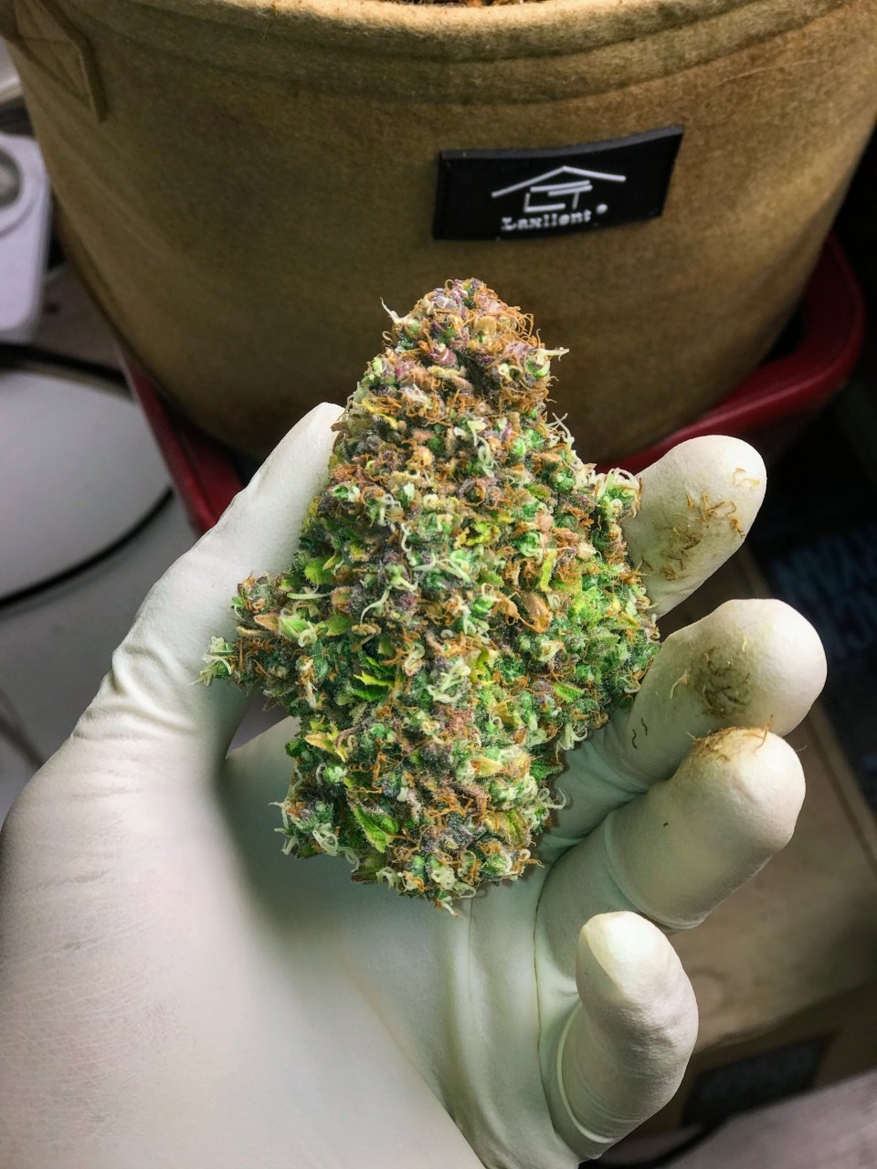 Green crack harvested